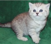 Продается прямоухая кошечка скоттиш страйт как в рекламе Вискас,  Девочка – Cicilia Brut Окрас чер 69053  фото в Москве