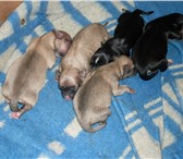 Продам щенков маленькой домашней собачки, Родились 8 июля, 4 девочки: две черного цвета со светлыми 68109  фото в Чайковский