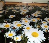 Фотография в Строительство и ремонт Ремонт, отделка Если перед Вами стал выбор в напольном покрытии, в Ростове-на-Дону 5 000