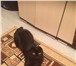 Foto в Домашние животные Вязка Вязка с котом скоттиш-фолд. Окрас чёрный. в Благовещенске 500