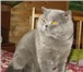 Foto в Домашние животные Вязка Клубный , опытный котик приглашает на вязку в Балашихе 0