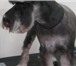 Фото в Домашние животные Услуги для животных Салон стрижки собак и кошек "Зоо Рай" в Балашихе в Балашихе 1