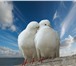 Фото в Домашние животные Птички Выпускать голубей на свадебных торжествах в Апшеронск 1 000
