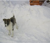 Фотография в Домашние животные Отдам даром Щенок дворняжки 5 мес, девочка ищет хозяев в Омске 100