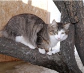 Продам котенка породы Норвежская Лесная 173554  фото в Новосибирске