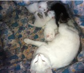 Foto в Домашние животные Отдам даром Отдам даром, котят белые с голубыми глазами в Благовещенске 0