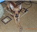 Фотография в Домашние животные Вязка собак Русский той-терьер вес 2,3 кг. возраст 1 в Хабаровске 0