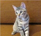 Питомник Винд Роуз (МФА рег №1050) предлагает котят породы курильского бобтейла, Рождены 7, 11, 10, О 69031  фото в Тамбове