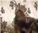 Котята! 3834780 Европейская короткошерстная фото в Казани