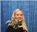 Фотография в Домашние животные Вязка Британский кот с густой набивной плюшевой в Челябинске 0