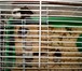 Foto в Домашние животные Грызуны Десять чудесных крысят ждут своих хозяев, в Уфе 100