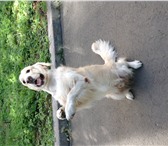 Фотография в Домашние животные Вязка собак Приглашает на вязку сук, умный, дрессированый,игривый. в Челябинске 0