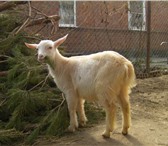 Изображение в Домашние животные Другие животные Продается молоденький 5-месячный козленочек в Таганроге 7 000