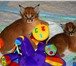 Из питомника котята каракала, 2473314 Экзотическая короткошерстная фото в Москве