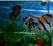 Фото в Домашние животные Рыбки Аквариумы в наличии и на заказ,оборудование,рыбки,растения в Орле 0