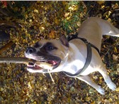 Фото в Домашние животные Вязка собак нужен кобель амстафф.для вязки СРОЧНО!!! в Кемерово 0