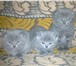 Изображение в Домашние животные Другие животные Продам Шотландских котят .Тел. 89271774724 в Саранске 0