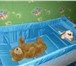 Изображение в Для детей Детская мебель Продам детскую кровать манеж  GEOBOY  – удобное в Ачинске 1 600