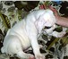 Предлагаются к продаже 3 мальчика, щенки рожд,  23, 08, 2010 г, , окрасы - было-тигровый и бело-рыжий 67724  фото в Москве