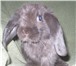 Фотография в Домашние животные Грызуны Предлагаем Вам купить крольчат, которых разводят в Нижнекамске 2 000