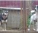 Фото в Домашние животные Услуги для животных Племенной центр предлагает услуги по передержке в Москве 500