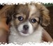 Foto в Домашние животные Вязка собак Рыже - белый окрас,  3 года.  Активный,  в Кургане 0