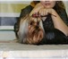 Очаровательный щенок йоркширского терьера ищет своих будущих мам и пап, Дата рождения-1 августа, Ще 65013  фото в Красноярске