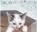 Отдам бесплатно 2150977 Домашняя кошка фото в Усмань