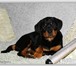 Питомник Красноярска Черный орден предлагает щенка ротвейлера, Сука д, р, 23, 11, 2009 уже подрощенн 65211  фото в Красноярске