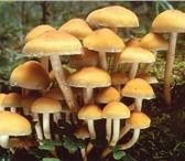 Изображение в Домашние животные Растения Высокоурожайная грибница (зерновой мицелий) в Екатеринбурге 1 850