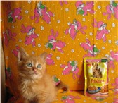 Абрикосовый котенок в подарок 183894  фото в Воронеже