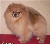 Собака (кобель), шпиц померанский, возраст 1мес, окрас рыжий, очаровательный мальчик , (Предки ч 64659  фото в Калуге