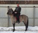 Foto в Развлечения и досуг Спортивные мероприятия Все кто хочет научиться ездить на лошади в Москве 3 000