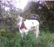 Foto в Домашние животные Другие животные Срочно продаётся корова, молоко жирное - в Барнауле 40 000