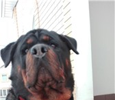 Foto в Домашние животные Вязка собак Страшно красивый,умный кабель ротвейлер желает в Оренбурге 1