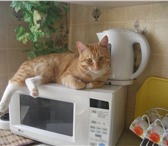 Фотография в Домашние животные Отдам даром Подарю рыжегокастрированного кота в Красноярске 0
