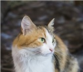 Фотография в Домашние животные Отдам даром Пушистая трехцветная кошка Лючия срочно ищет в Санкт-Петербурге 0