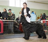 Щенки бриара  (французская овчарка) 2297097 Бриар фото в Екатеринбурге