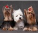Foto в Домашние животные Услуги для животных Гигиеническая и модельная стрижка собак и в Курске 600