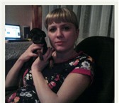Изображение в Домашние животные Вязка собак красивый кобелек, очень ищет подружку для в Томске 0
