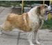 Foto в Домашние животные Вязка собак Красавец азиат-сенбернар ищет даму сердца в Казани 0