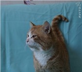 Foto в Домашние животные Отдам даром Рыжий кот благородного окраса с белым воротничком в Екатеринбурге 0