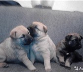 Foto в Домашние животные Отдам даром 3 очаровательных щенка ждут своих хозяев. в Красноярске 1