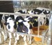 Foto в Домашние животные Другие животные Продаются телята, бычки с фермерского хозяйства, в Москве 10 000