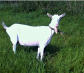 Фотография в Домашние животные Другие животные Зааненскии казел покроит ваших коз за вознагрождение в Туле 500