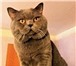 Foto в Домашние животные Вязка Красивый шотландский кот с опытом ждет на в Москве 2 000