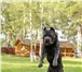 Foto в Домашние животные Вязка собак Роскошный кобель кане корсо открыт для вязок. в Москве 15 000