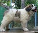 Продается прекрасный щенок 1070879 Московская сторожевая фото в Таганроге