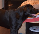 Фотография в Домашние животные Вязка собак Черный кабель лабродор возвраст один год в Москве 0