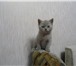 Британские котят,  милые,  пушистые спешите! 173430  фото в Краснокаменск